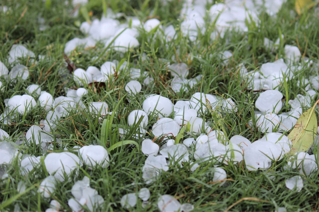 Crop-Hail Insurance for Colorado Farms
